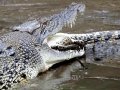 Saltwater Crocodile