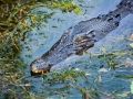 Saltwater Crocodile