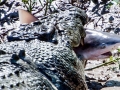 Saltwater Crocodile