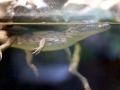 Saltwater Crocodile