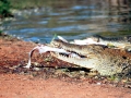 Saltwater Crocodile