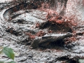 Saltwater Crocodile