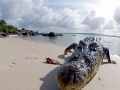 Saltwater Crocodile