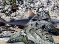 Saltwater Crocodile