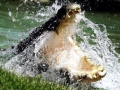 Saltwater Crocodile