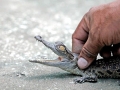 Saltwater Crocodile