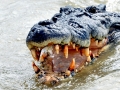 Saltwater Crocodile