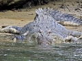 Saltwater Crocodile