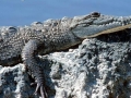 Saltwater Crocodile