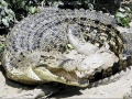 Saltwater Crocodile