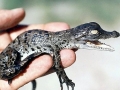 Saltwater Crocodile