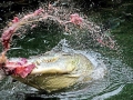 Saltwater Crocodile