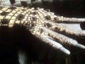 Saltwater Crocodile
