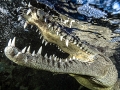 Saltwater Crocodile