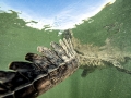 Saltwater Crocodile
