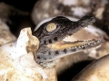 Saltwater Crocodile