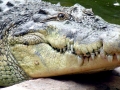 Saltwater Crocodile