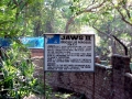Saltwater Crocodile
