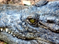 Saltwater Crocodile
