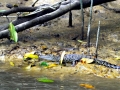 Saltwater Crocodile