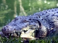 Saltwater Crocodile