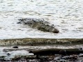 Saltwater Crocodile