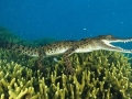 Saltwater Crocodile