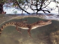Saltwater Crocodile