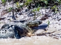 Saltwater Crocodile