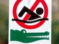 Saltwater Crocodile