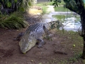 Saltwater Crocodile