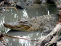Saltwater Crocodile