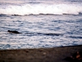 Saltwater Crocodile