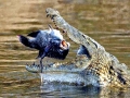 Saltwater Crocodile