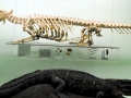Saltwater Crocodile