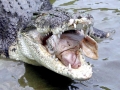 Saltwater Crocodile