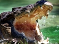 Saltwater Crocodile