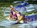 Saltwater Crocodile