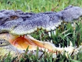 Saltwater Crocodile