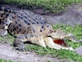 Saltwater Crocodile