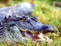 Saltwater Crocodile