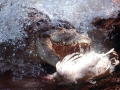 Saltwater Crocodile