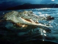 Saltwater Crocodile