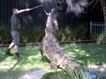 Saltwater Crocodile