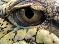 Saltwater Crocodile