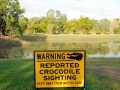 Saltwater Crocodile