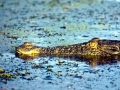 Saltwater Crocodile