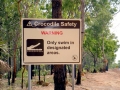 Saltwater Crocodile