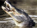 Saltwater Crocodile