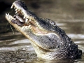 Saltwater Crocodile